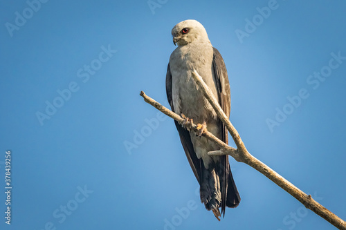 Mississippi Kite (Ictinia mississippiensis) perched in a tree