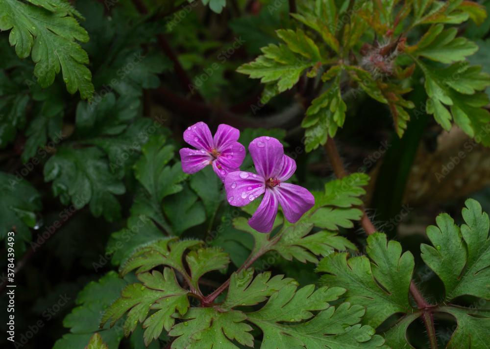 A pair of Common Storksbill in early Spring in France. A pair of Common Storksbill in early Spring in France.