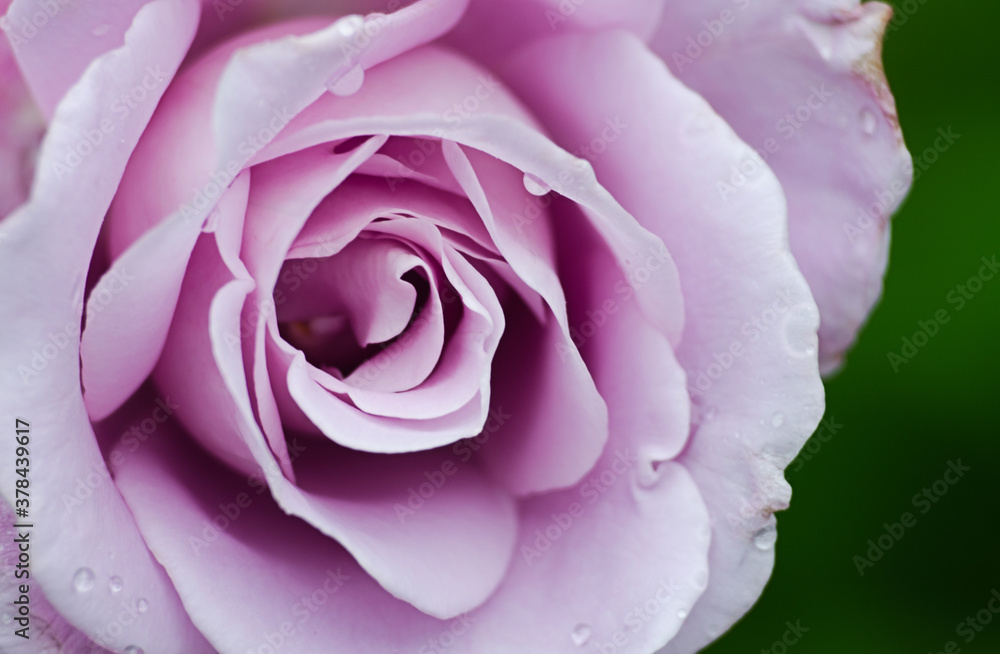Beautiful fresh roses grow outdoors in the summer Beautiful fresh roses grow outdoors in the summer