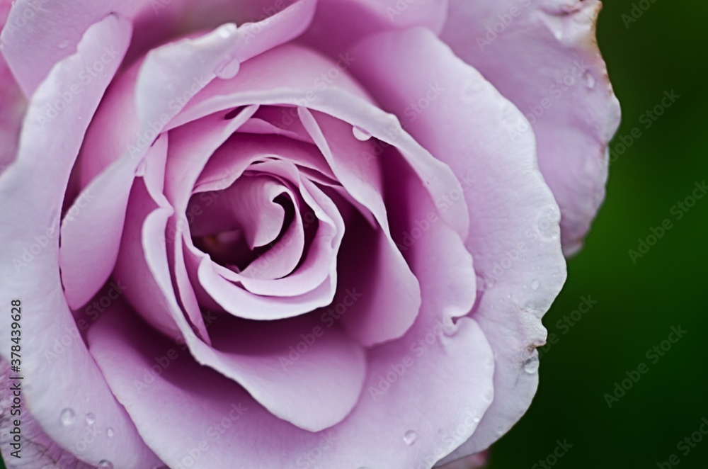 Beautiful fresh roses grow outdoors in the summer Beautiful fresh roses grow outdoors in the summer