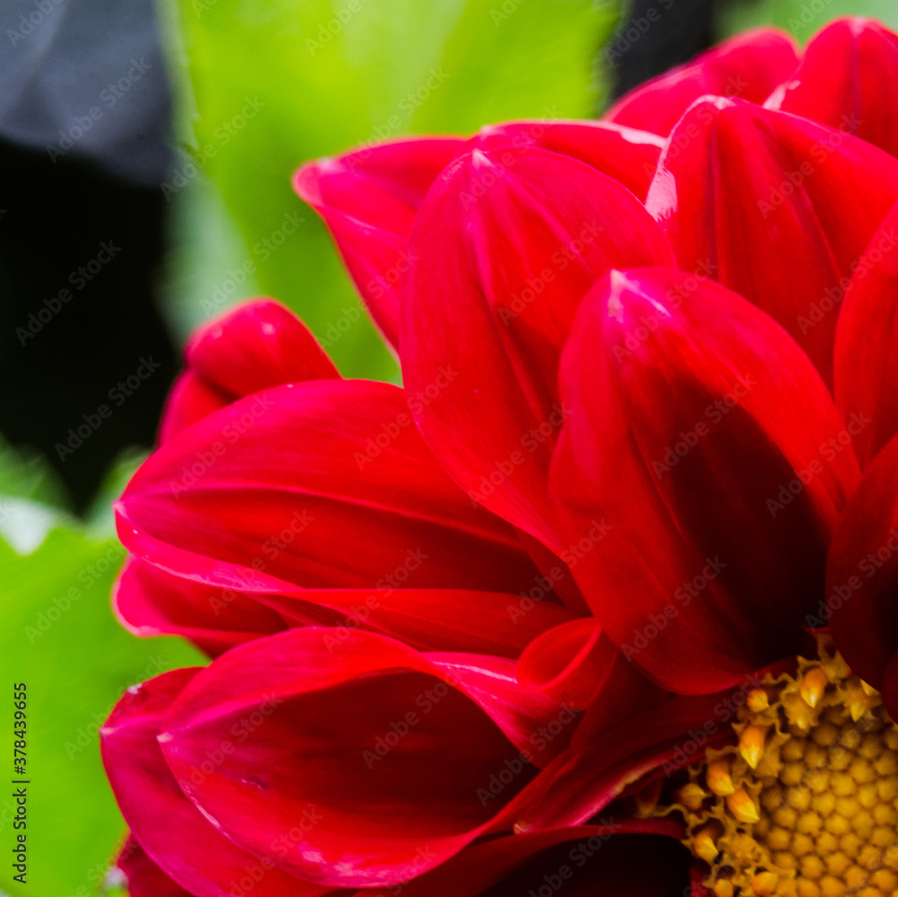 Beautiful large and different colors of dahlias, Beautiful large and different colors of dahlias,