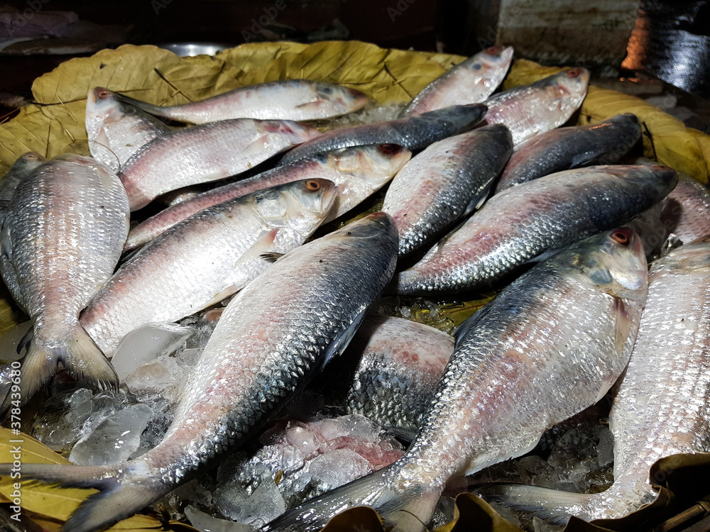 Five-spot Herring, Hilsa Kelee shad Tenualosa ilisha fishes on ice for sale in fish market with silvery scale Five-spot Herring, Hilsa Kelee shad Tenualosa ilisha fishes on ice for sale in fish market with silvery scale