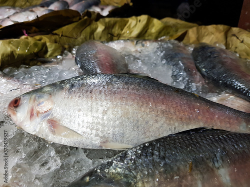 Fototapeta Naklejka Na Ścianę i Meble -  Five-spot Herring, Hilsa Kelee shad Tenualosa ilisha fishes on ice for sale in fish market with silvery scale
