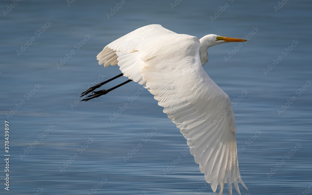 Great Egret (Ardea alba) in flight Great Egret (Ardea alba) in flight