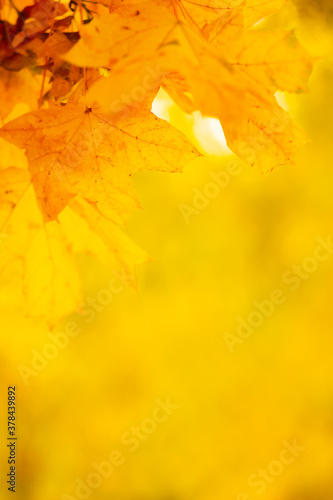 Yellow maple leaves on a blurred background. Autumn background with maple leaves. Creative wallpapers. Copy space