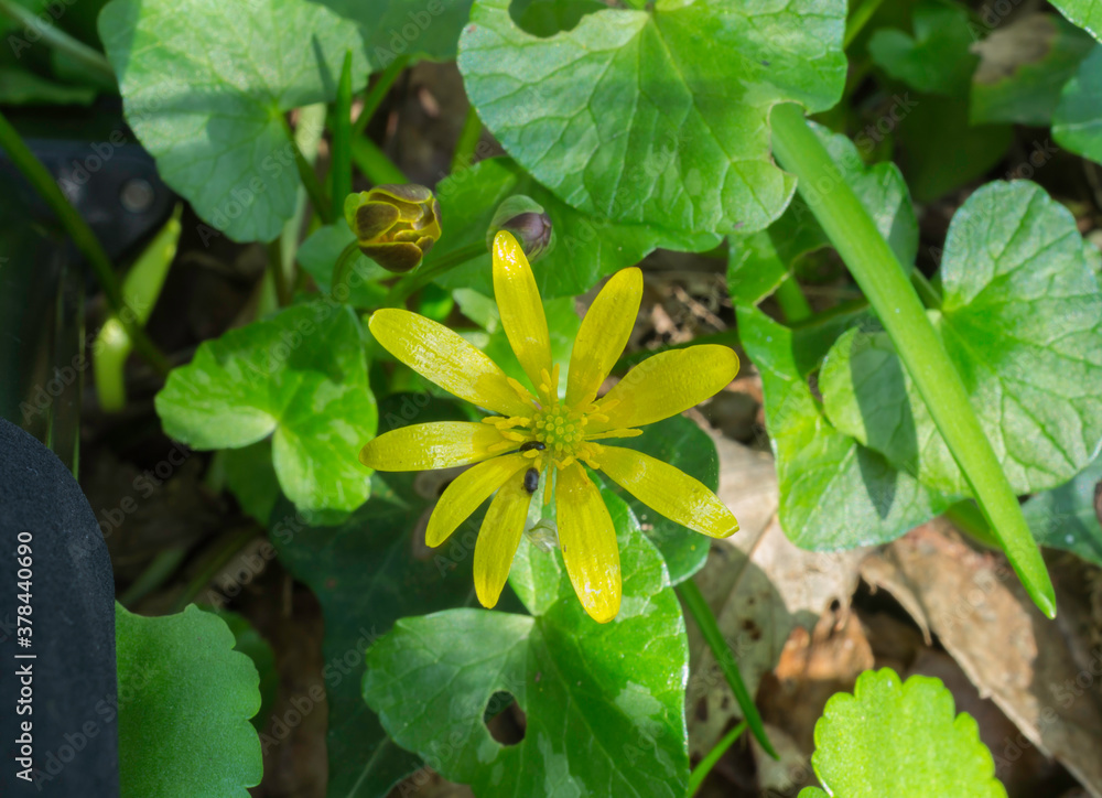 A fully open Lesser Celandine in early morning sunlight. A fully open Lesser Celandine in early morning sunlight.