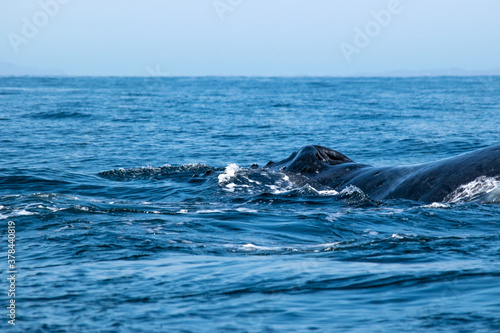 Blowholes of the whale on the surface of the ocean. Diving in the deep Humpback whale swimming in the Pacific Ocean  Puerto Vallarta. Jal. Mexico.