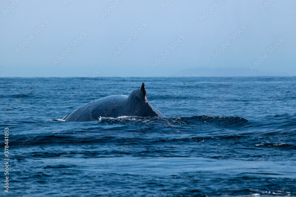 Back of the whale on the surface of the ocean
Whale swimming in the Pacific Ocean, Puerto Vallarta. Jal. Mexico. Back of the whale on the surface of the ocean
Whale swimming in the Pacific Ocean, Puerto Vallarta. Jal. Mexico.