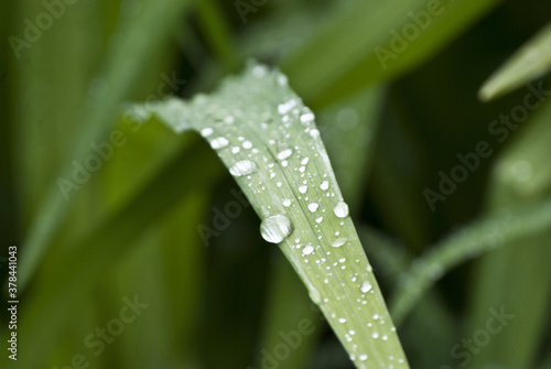 iris leaves and raindrops