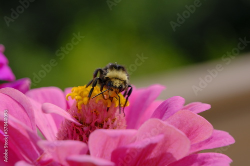 Bee on Flower