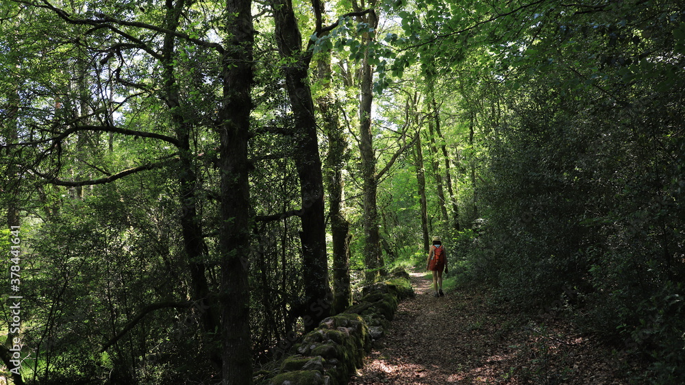 Fototapeta premium promenade en forêt