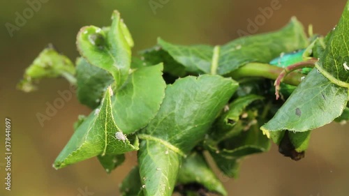 Wallpaper Mural aphids crawling on green leaves of plants Torontodigital.ca