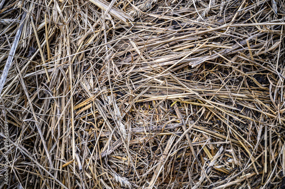 Close-up of dry straw texture background. Packed Gray hay.