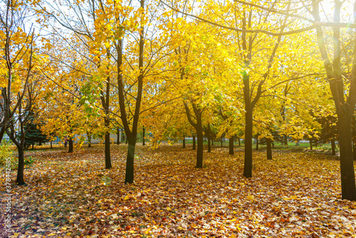 City park in autumn. The air is filled with a golden glow.