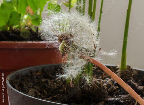 A dandelion seed head with partially dispersed seeds. photo