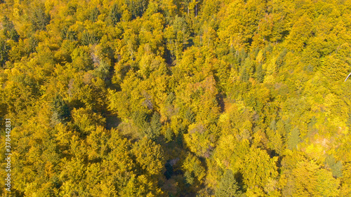 AERIAL Cinematic shot of flying above forest changing colors on sunny autumn day