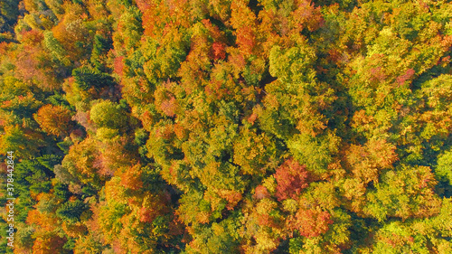 TOP DOWN: Drone shot of a dense forest changing colors on a sunny autumn day.