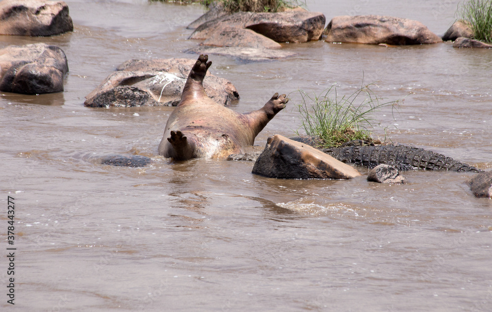 Fototapeta premium A Dead Hippopotamus (Hippopotamus amphibius) in the Mara River with Crocodiles. Masai Mara - Tanzania 
