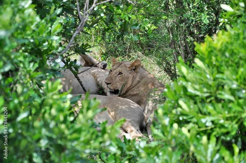 Obraz Stado lwów podczas sjesty. Ramy z roślinności. Rezerwat Masai Mara (Kenia)