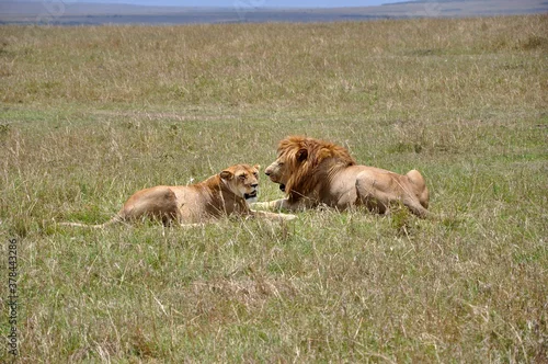 Obraz Para lwów odpoczywa na sawannie. Rezerwat Masai Mara (kenia)