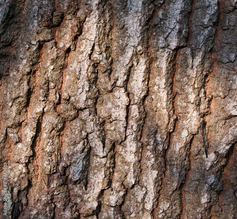 Textured bark of oak tree in evening sun for use as background Textured bark of oak tree in evening sun for use as background