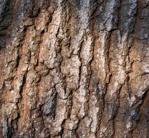 Fototapeta Naklejka Na Ścianę i Meble -  Textured bark of oak tree in evening sun for use as background
