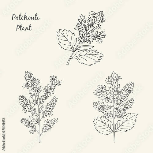 Herbs, spices and seasonings collection. Vector hand drawn illustration of a medicinal plant patchouli on a light background