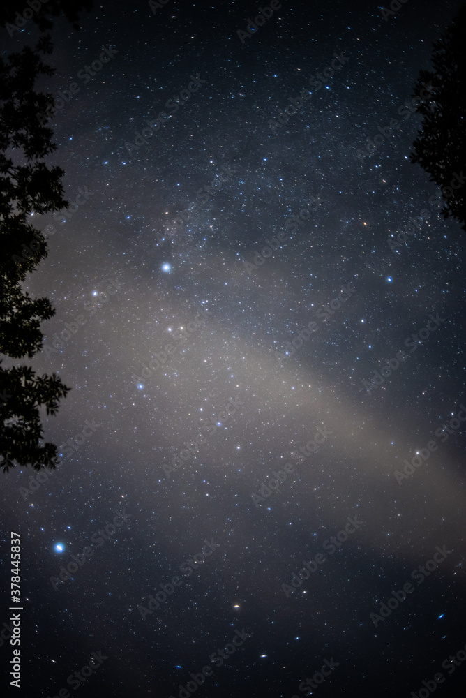Starry sky in the forest Starry sky in the forest