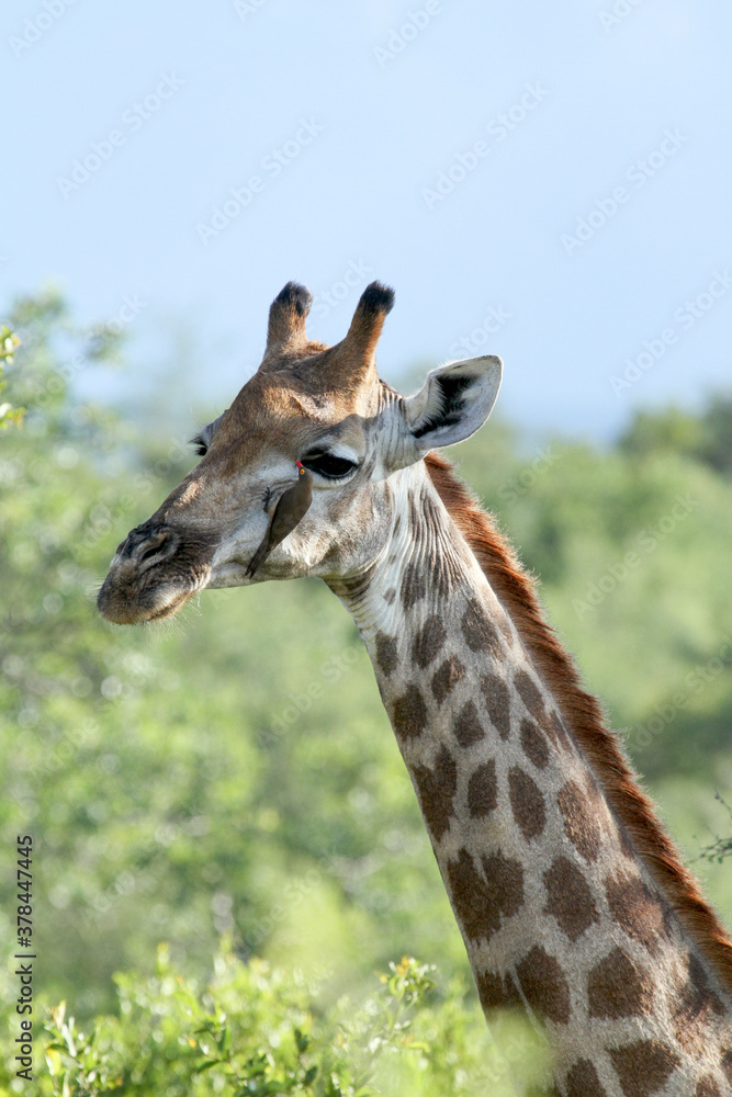 A yellow-billed oxpecker feeds on insects on a giraffe.