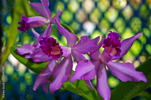 Pink orchids at the greenhouse, Rio, Brazil photo