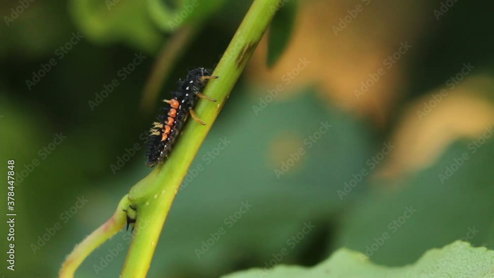 ladybug larva crawling on the plant ladybug larva crawling on the plant