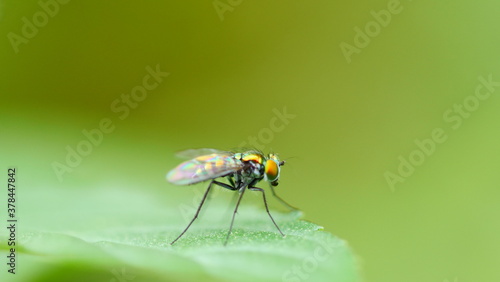 fly on leaf colorful