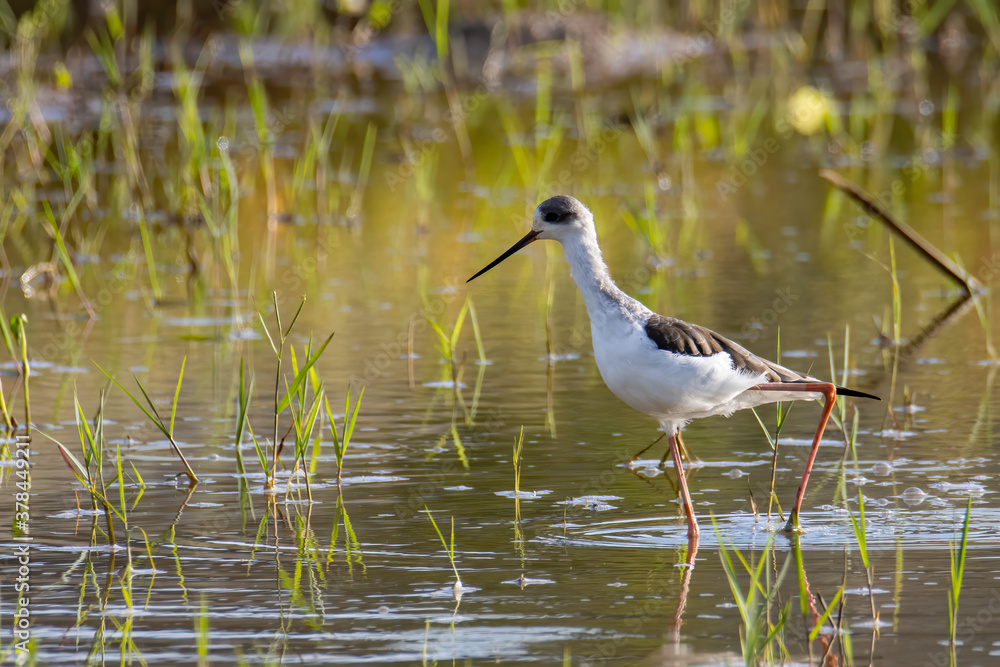 Fototapeta premium Nature wildlife image of cute Black-winged stilt bird walk on paddy filed.