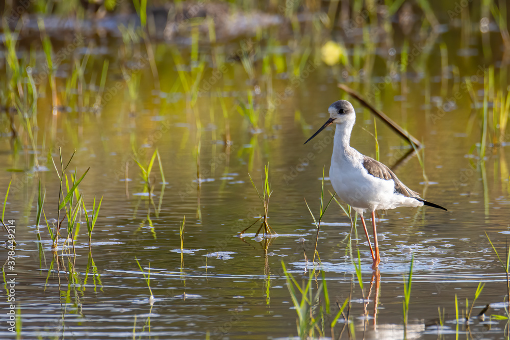 Nature wildlife image of cute Black-winged stilt bird walk on paddy filed. Nature wildlife image of cute Black-winged stilt bird walk on paddy filed.