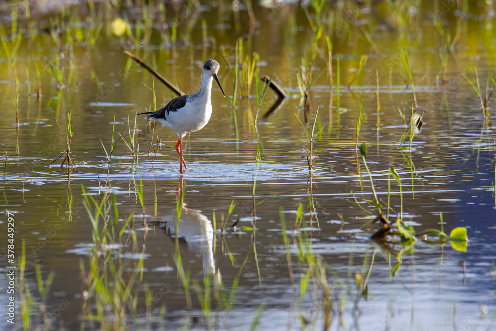 Obraz premium Nature wildlife image of cute Black-winged stilt bird walk on paddy filed.