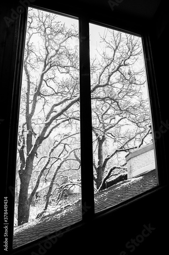 Stark Winter Trees viewed through slanted upstairs window - B&W