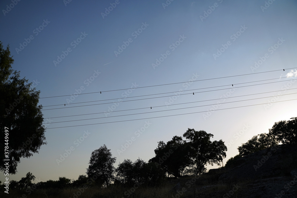 Telephone and electrical wires in sunset