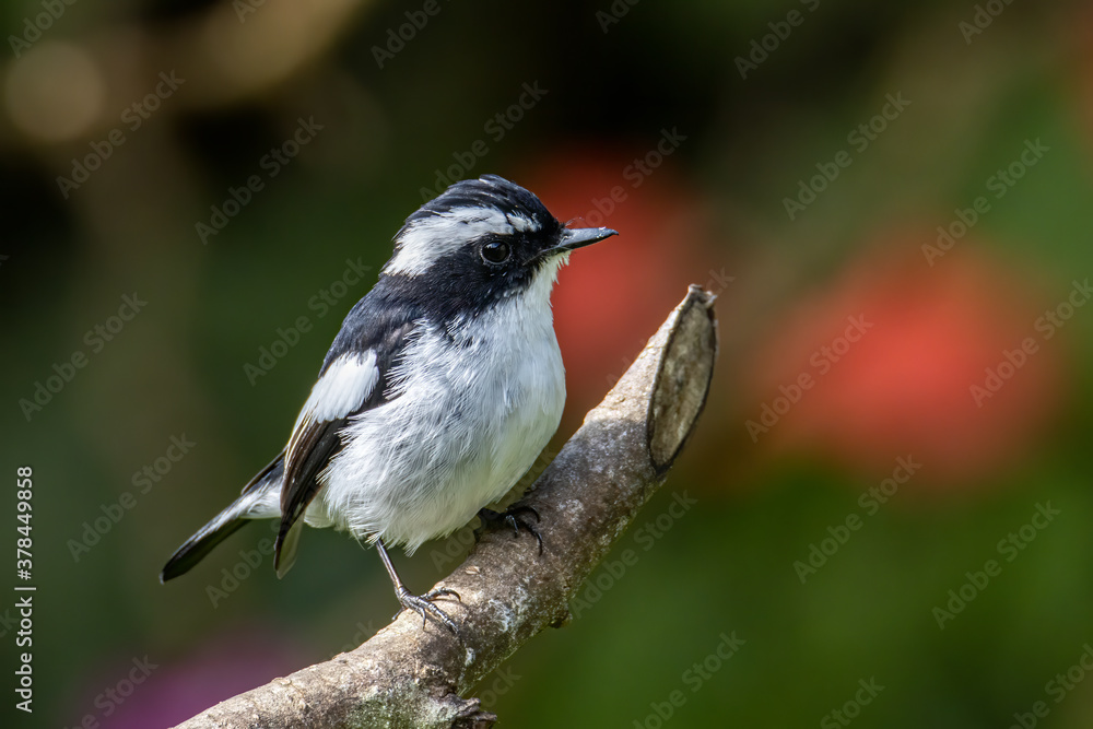 Obraz premium Nature wildlife bird species of Little Pied Flycatcher on perched on a tree branch found in Borneo, Sabah,Malaysia with nature wildlife background