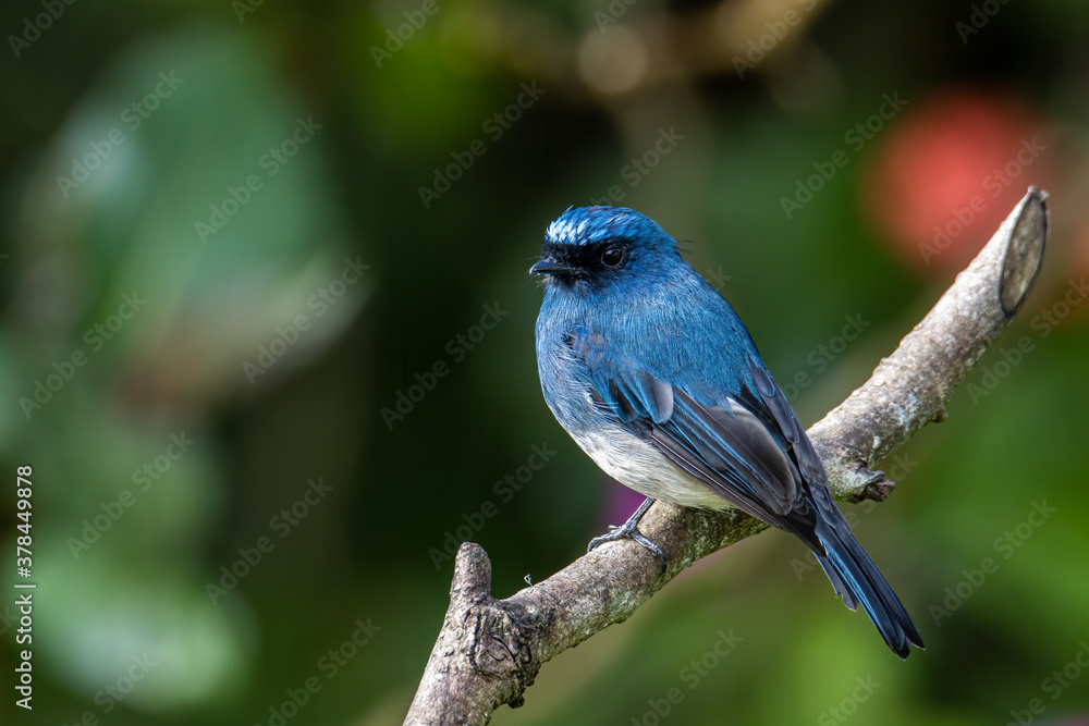 Beautiful blue color bird known as Rufous Vented Flycatcher perched on a tree branch at nature habits in Sabah, Borneo Beautiful blue color bird known as Rufous Vented Flycatcher perched on a tree branch at nature habits in Sabah, Borneo