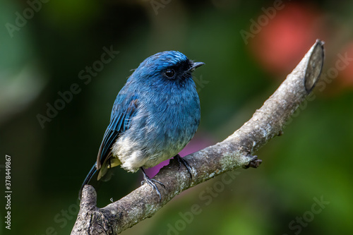 Beautiful blue color bird known as Rufous Vented Flycatcher perched on a tree branch at nature habits in Sabah, Borneo