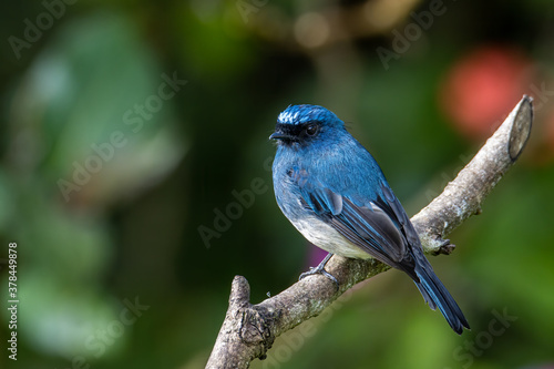 Beautiful blue color bird known as Rufous Vented Flycatcher perched on a tree branch at nature habits in Sabah, Borneo