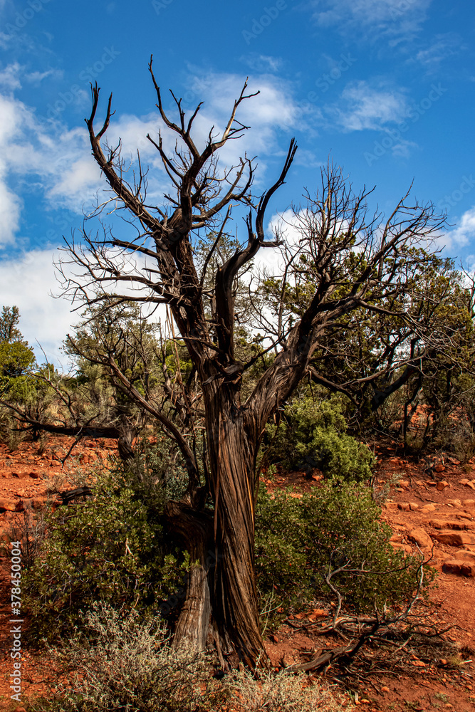 Lone tree without any leaves in the wilderness, Sedona, AZ, USA Lone tree without any leaves in the wilderness, Sedona, AZ, USA
