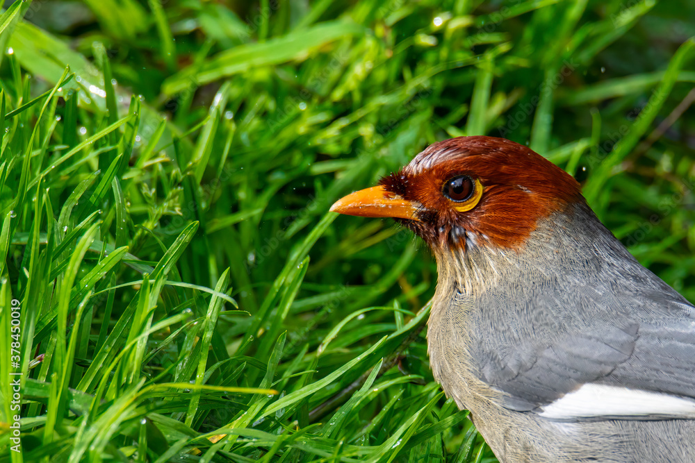 Nature wildlife image bird of a Chestnut-hooded laughingthrush on perch at nature habits in Sabah, Borneo Nature wildlife image bird of a Chestnut-hooded laughingthrush on perch at nature habits in Sabah, Borneo