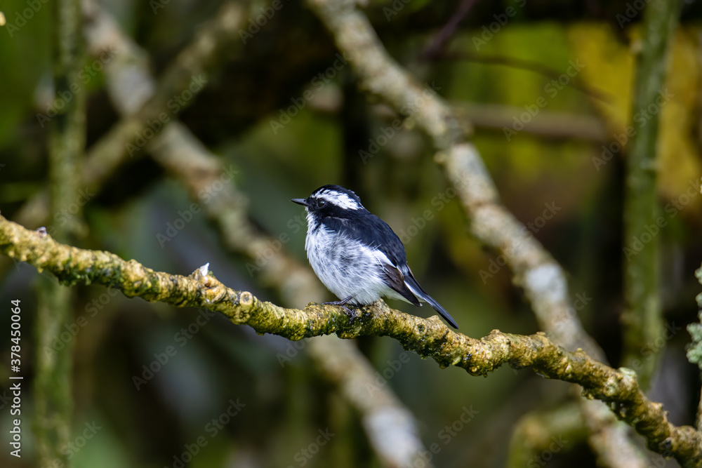 Nature wildlife bird species of Little Pied Flycatcher on perched on a tree branch found in Borneo, Sabah,Malaysia with nature wildlife background Nature wildlife bird species of Little Pied Flycatcher on perched on a tree branch found in Borneo, Sabah,Malaysia with nature wildlife background