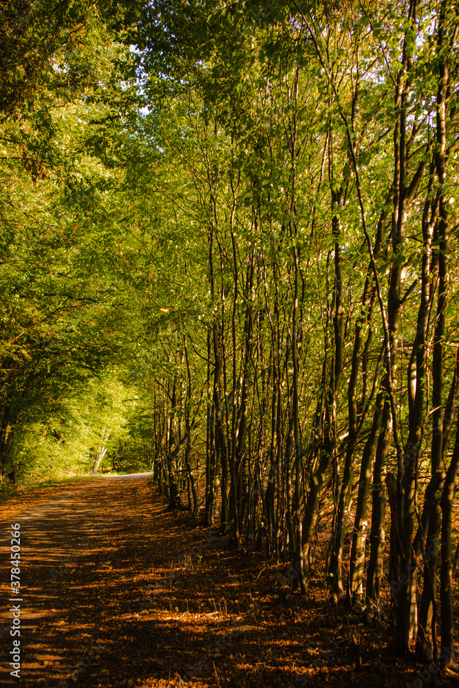 Obraz premium forest & sun