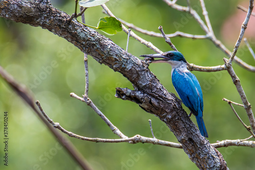Collared kingfisher (Todiramphus chloris) a common bird which could be find in mangrove forest,river and swamp.