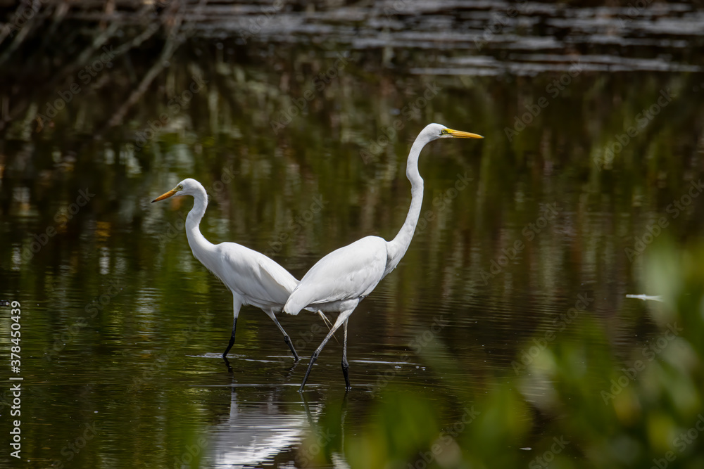 Egret bird on wetland center in Kota Kinabalu, Sabah, Malaysia. Cattle egret bird Chilling Egret bird on wetland center in Kota Kinabalu, Sabah, Malaysia. Cattle egret bird Chilling