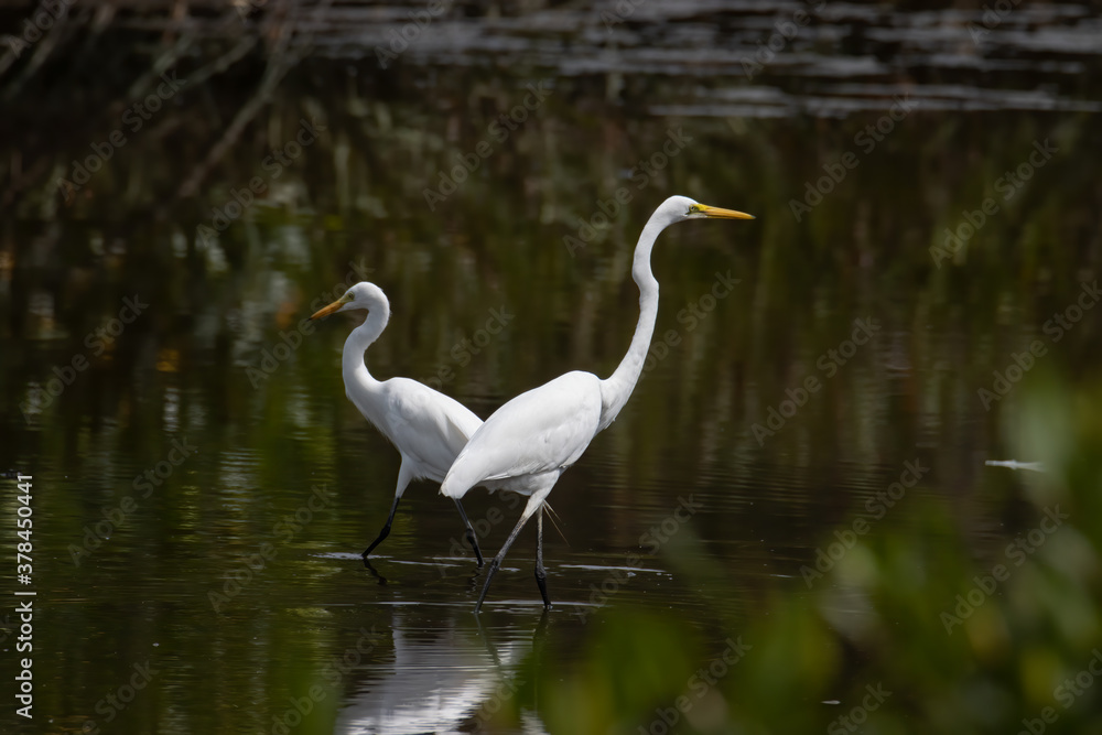 Egret bird on wetland center in Kota Kinabalu, Sabah, Malaysia. Cattle egret bird Chilling Egret bird on wetland center in Kota Kinabalu, Sabah, Malaysia. Cattle egret bird Chilling