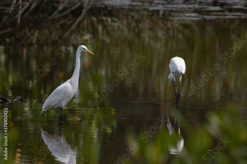 Egret bird on wetland center in Kota Kinabalu  Sabah  Malaysia. Cattle egret bird Chilling