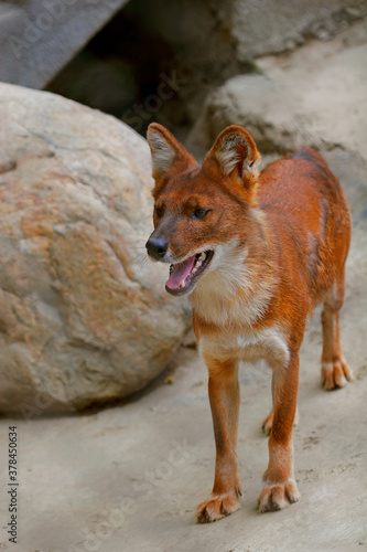 Close portrait of a Red Fox © Raisa Kanareva